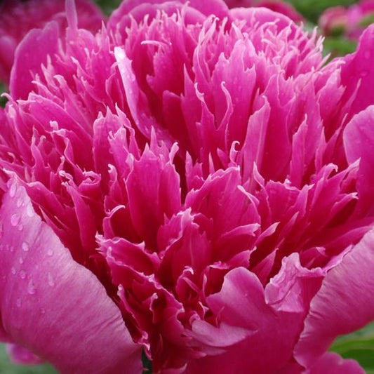 Peony-Purple Spider 2C
