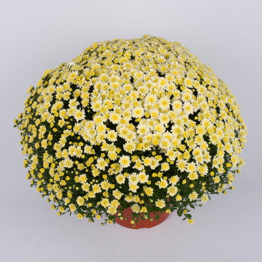 Mum Jacqueline Pearl White E