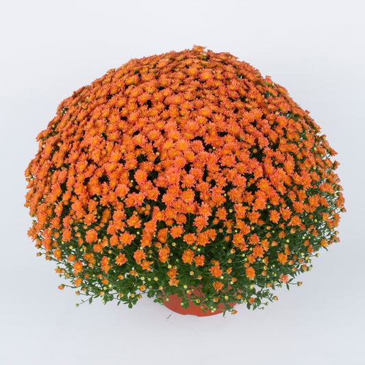 Mum Jacqueline Orange Fusion E