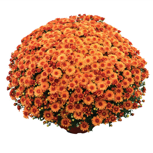 Mum Beverly Orange M