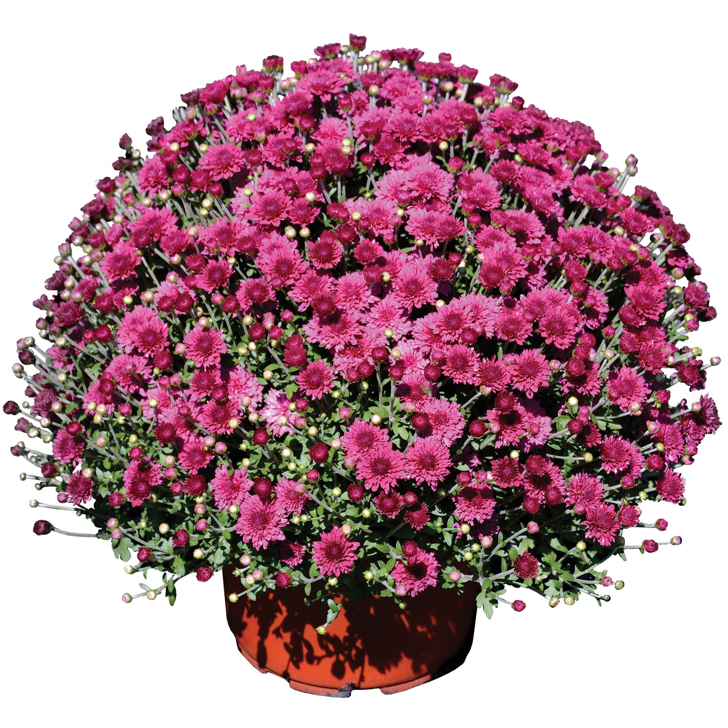 Mum- Arlette Purple VE 3C