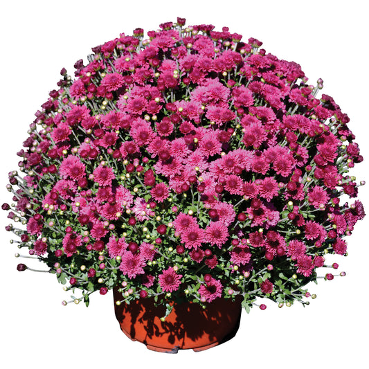 Mum- Arlette Purple VE 3C