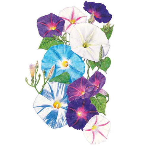 Morning Glory-Something Old/New