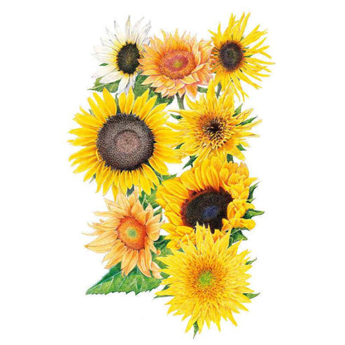 Sunflower-Florist's Bouquet Hybrid