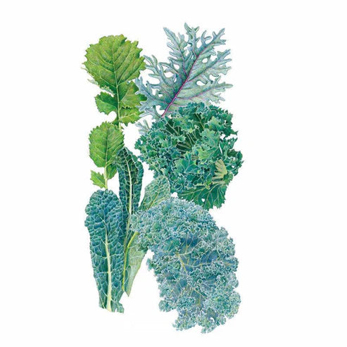 Kale-Premier Blend