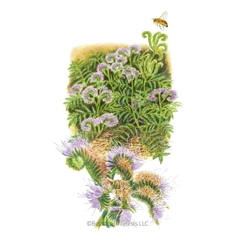 Cover Crop-Lacy Phacelia