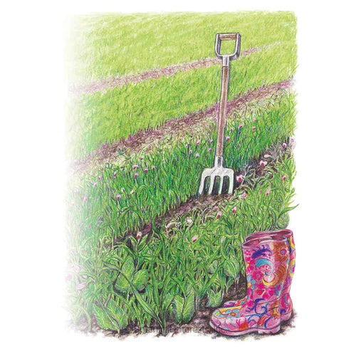 Cover Crop-Soil Builder/Oat Org