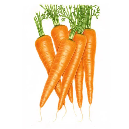 Carrot-Danvers Org