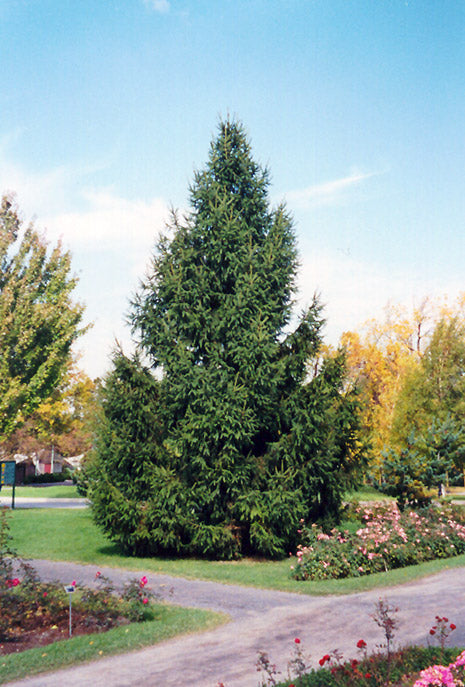 Spruce-Norway 10C