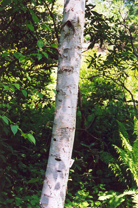 Birch-Whitespire Clump 8' 25C