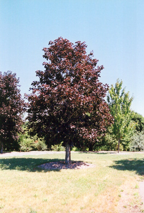 Maple-Royal Red 1.75"B
