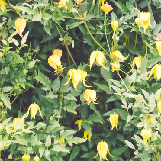 Clematis-Tangutica 1C