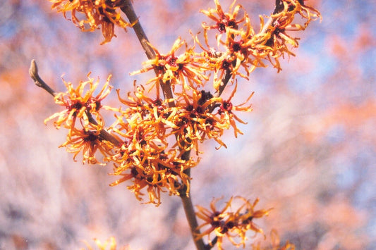 Witchhazel-Vernal 4'B
