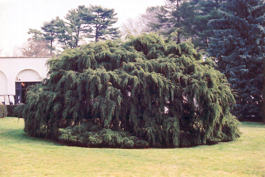 Hemlock-Weeping 6C