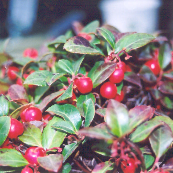 Gaultheria-Procumbens 1C
