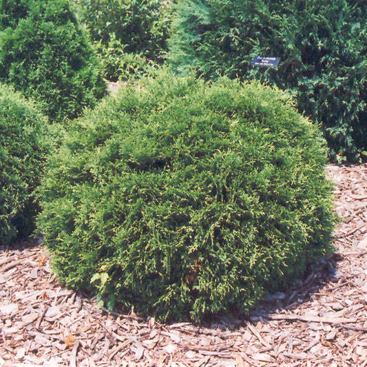 Arborvitae-Hetz Midget 3C