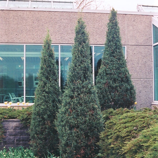 Juniper-Skyrocket 7C – Country Arbors Nursery