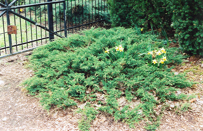Juniper-Sargent Green 3C