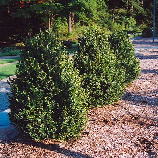 Boxwood-Green Mountain 3C