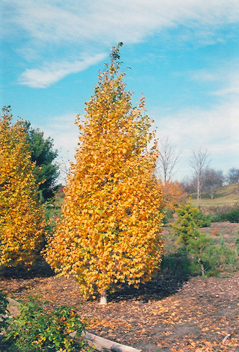 Birch-Whitespire 2.0"B