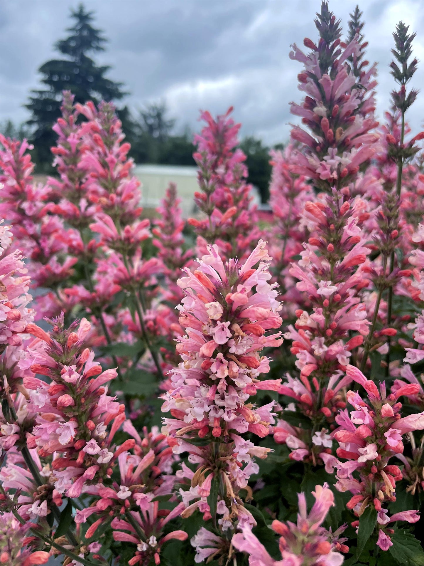 Agastache-Pink Pearl 1C
