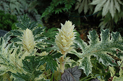 Acanthus-Whitewater 1C