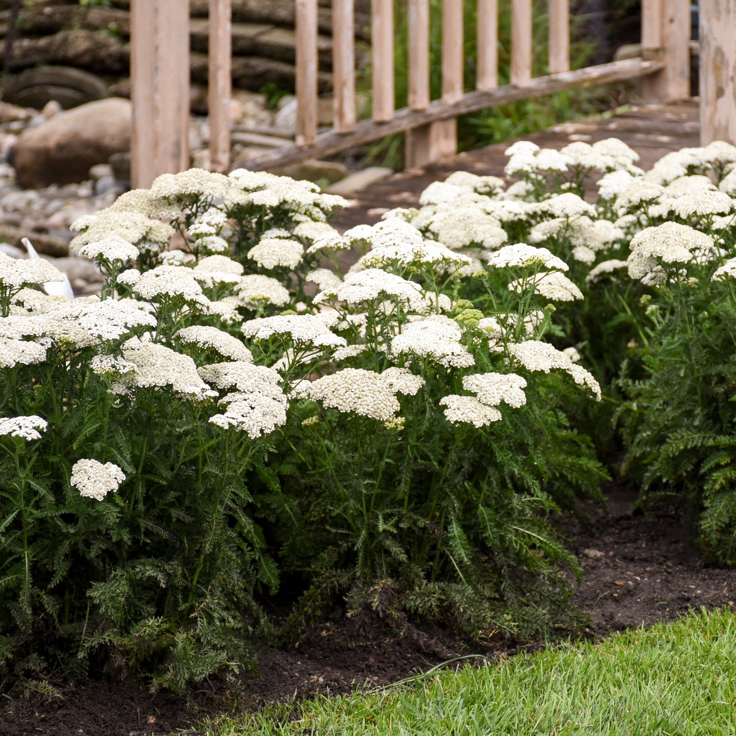 Achillea-Firefly Diamond 1C