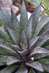 Agave-Bloodspot 2C