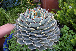 Agave-Kissho Kan 4"C