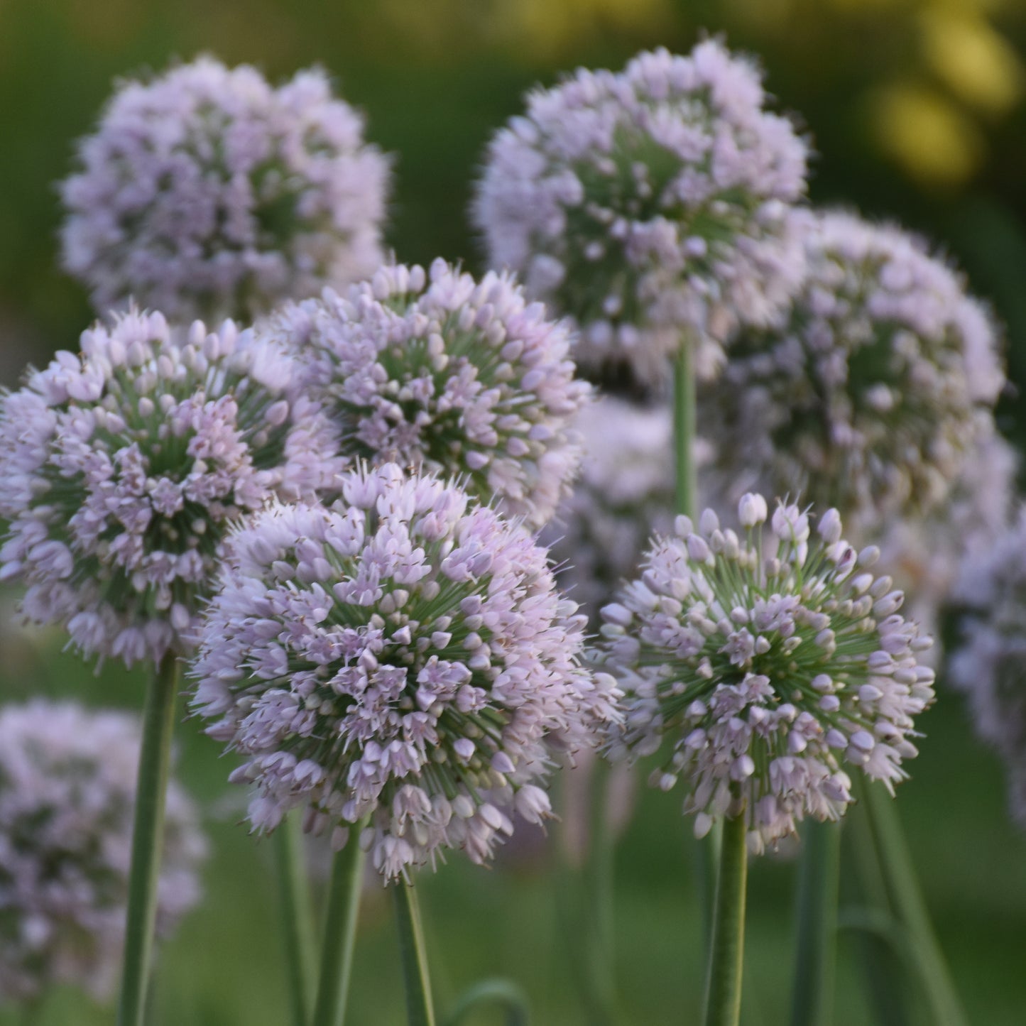 Allium-Bobblehead 1C