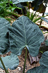 Alocasia-Regal Shields 10"