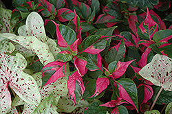 Alternanthera-Party Time 3.5"