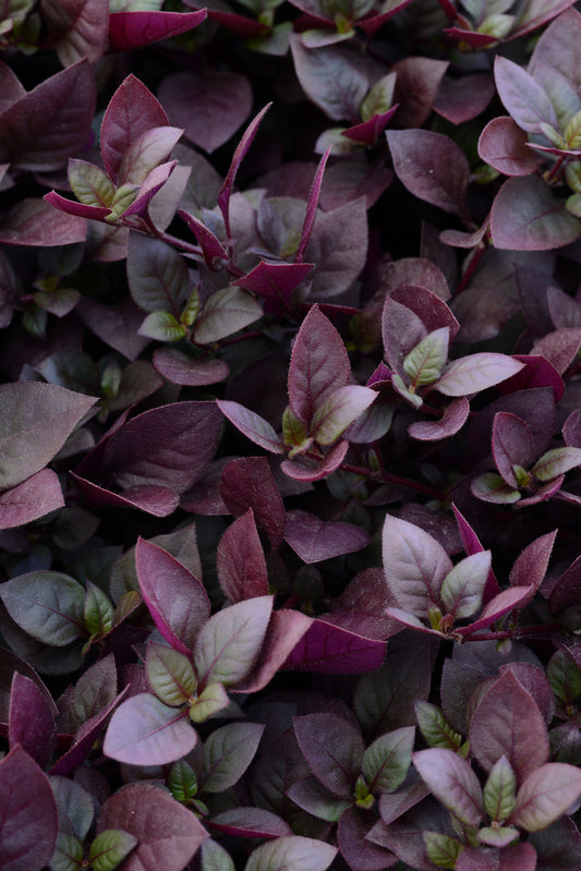 Alternanthera-Purple Prince 3.5"