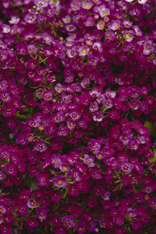 Alyssum-Clear Crystal Purple Shades 6 Pack