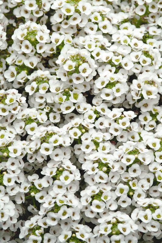 Alyssum-Clear Crystal White 4 Pack