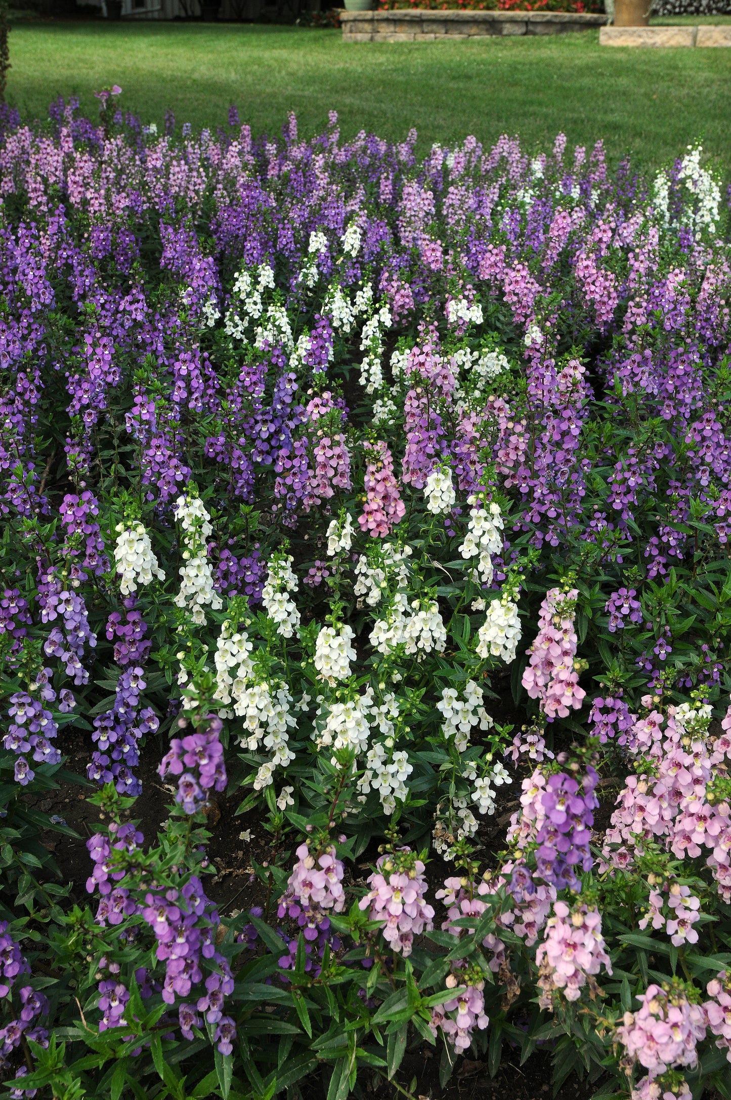 Angelonia-Serena Mix 4.3"