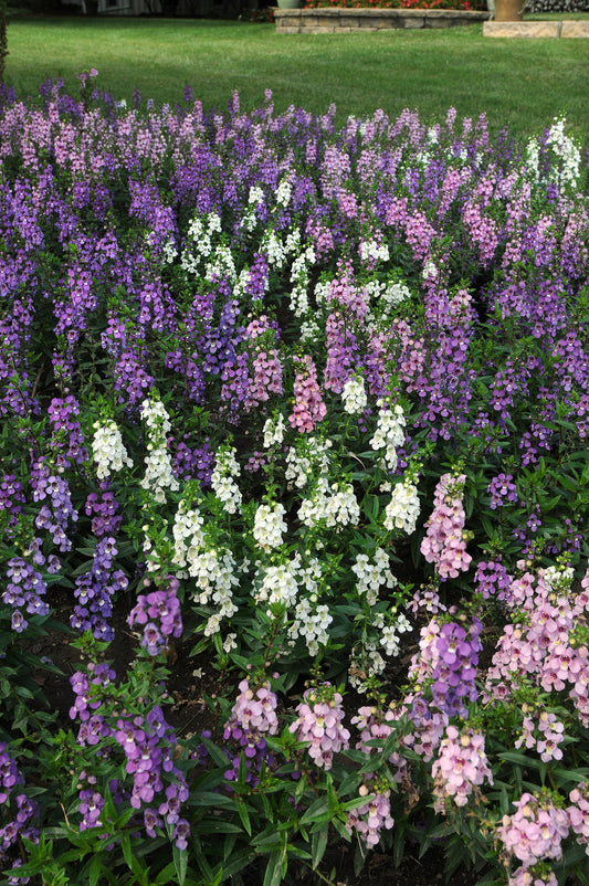 Angelonia-Serena Mix 4.3"