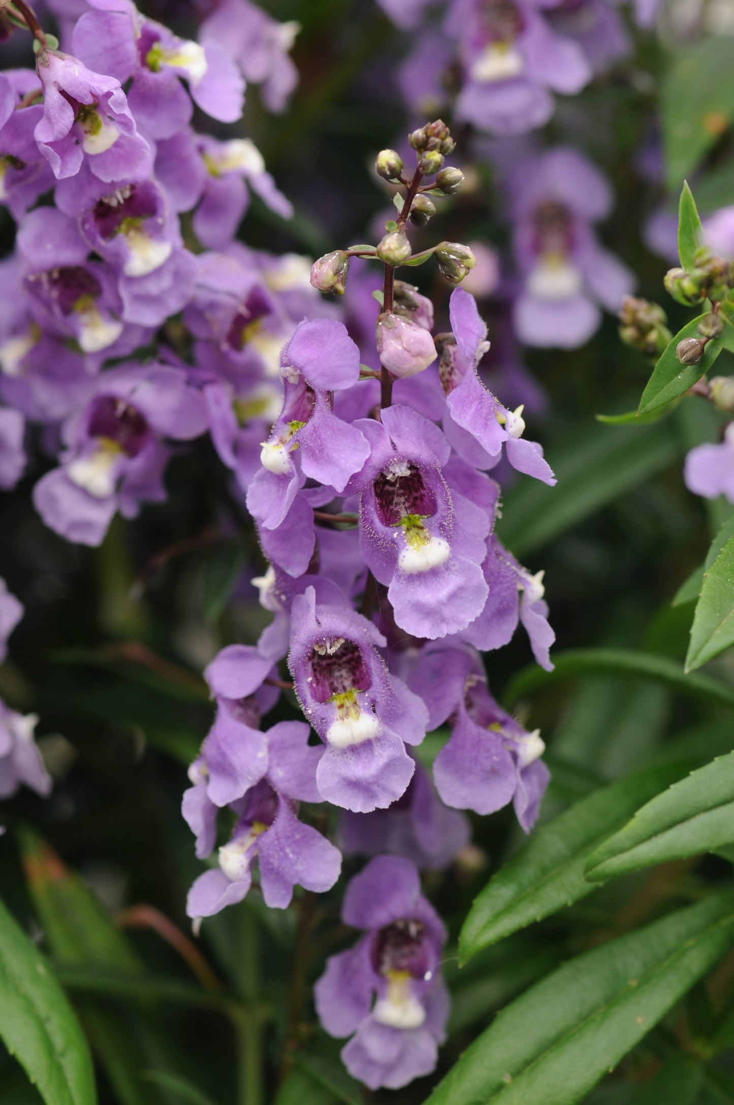 Angelonia-Serenita Blue Sky 4.3"