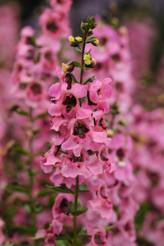 Angelonia-Serenita Pink 4.3"