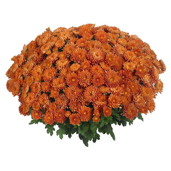 Mum- Apple Cider Orange VE 3C