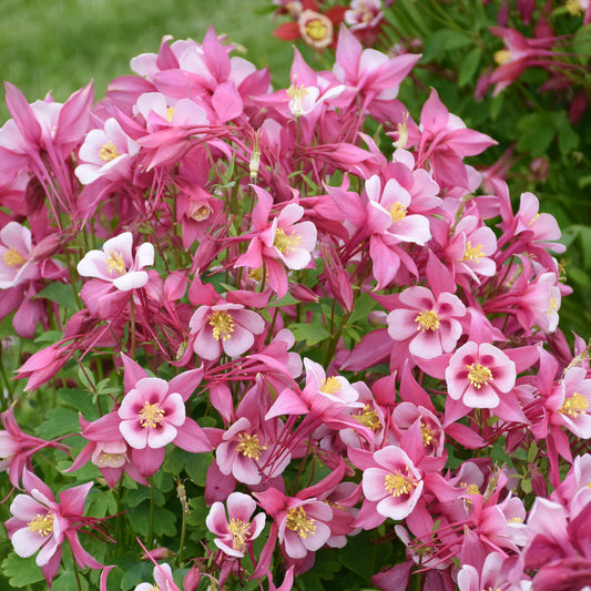 Aquilegia-Kirigami Rose and Pink 1C