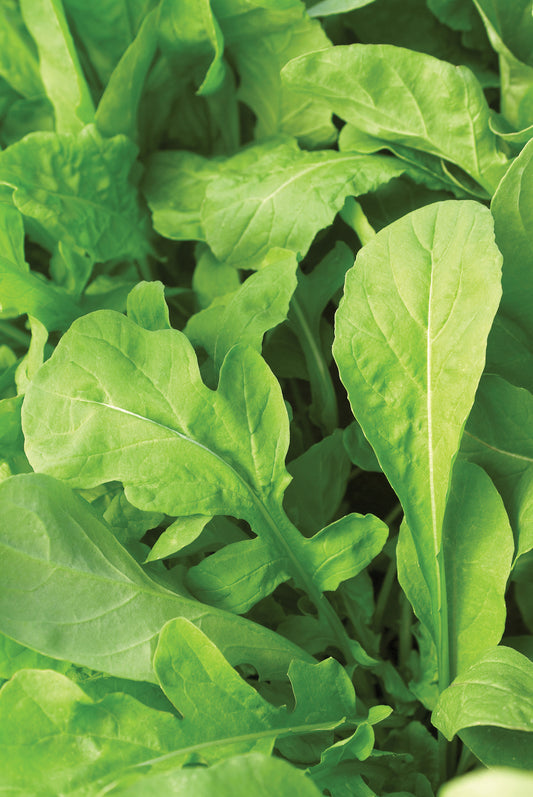 Arugula-Astro 3.5"