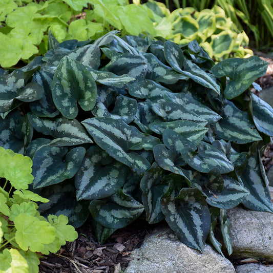 Asarum-Splendens 1C