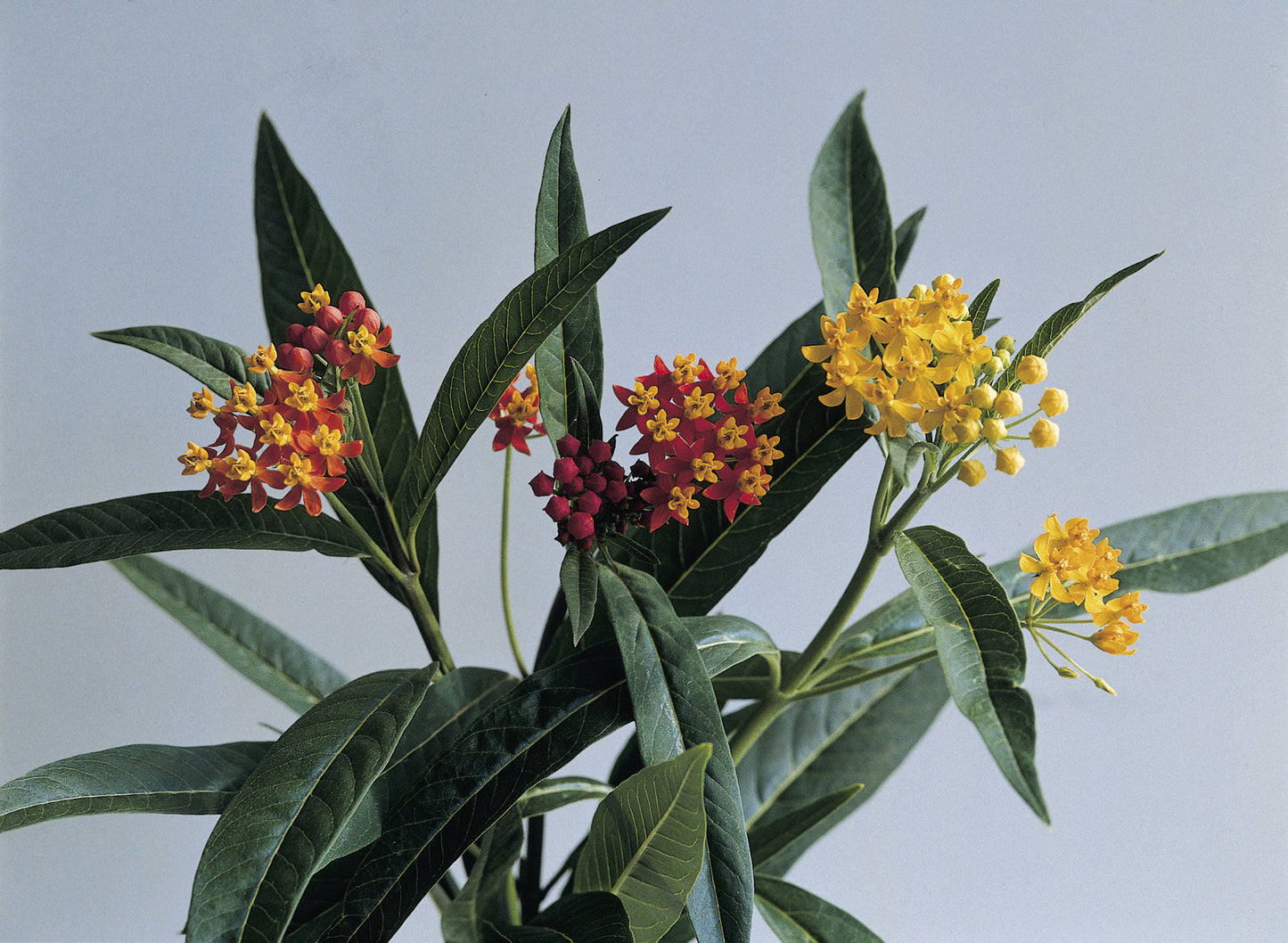 Asclepias-Silky Deep Red 4.3"