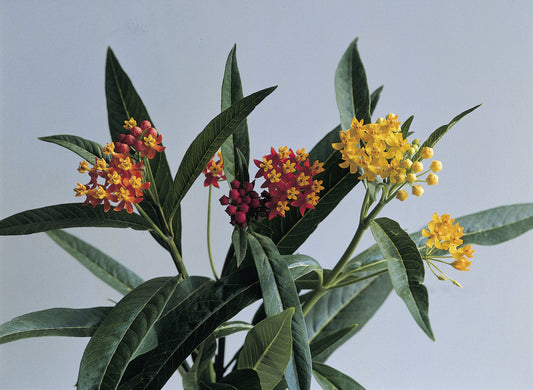 Asclepias-Silky Deep Red 4.3"