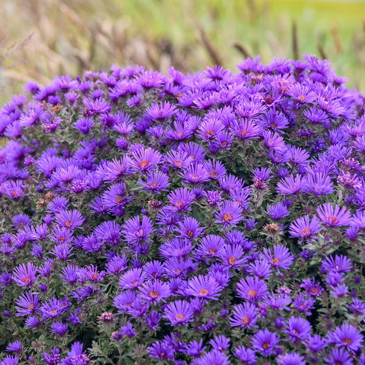 Aster-Grape Crush 1C