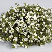 Bacopa-Scopia Gulliver White Imp 4.3"