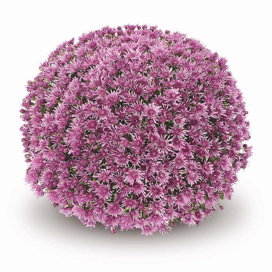 Mum- Baoli Purple M 3C