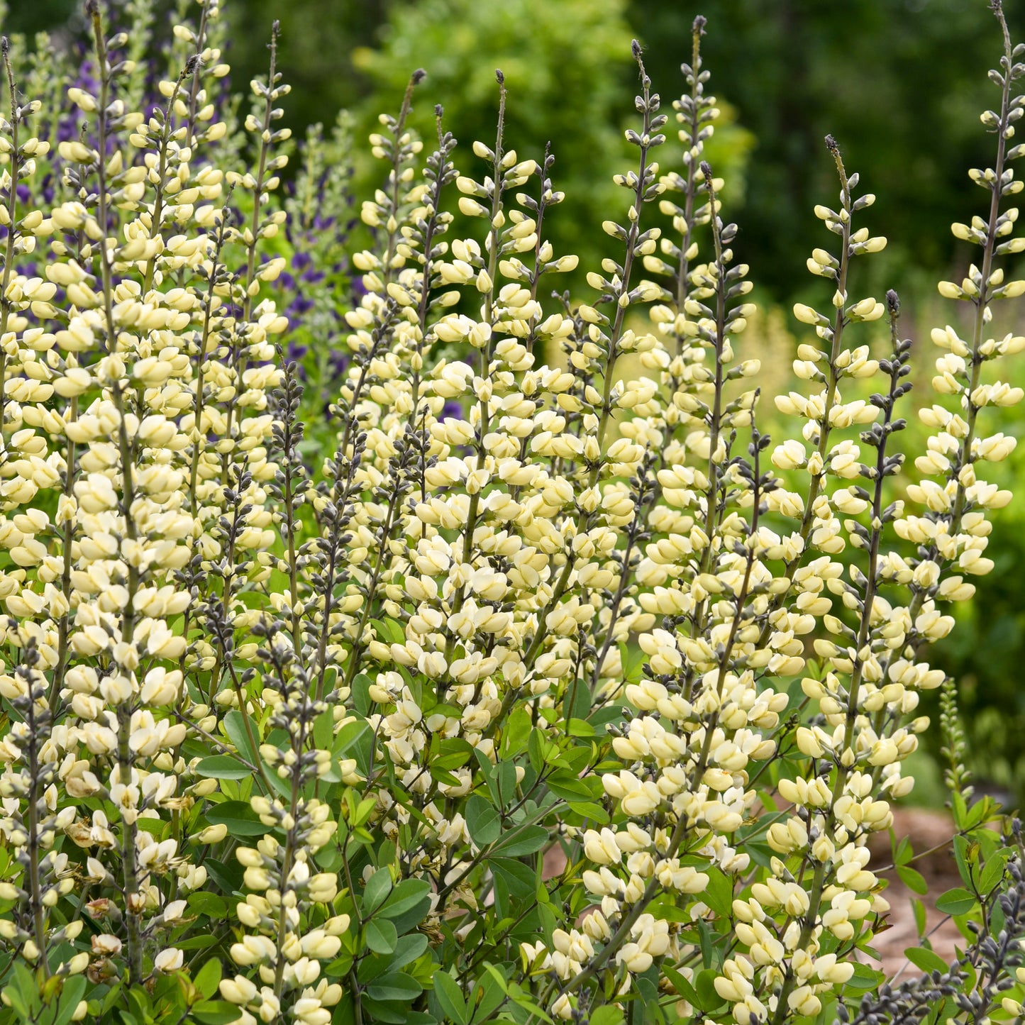 Baptisia-Vanilla Cream II 1C