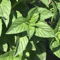 Basil-Rutgers DMR Obsession 4 Pack